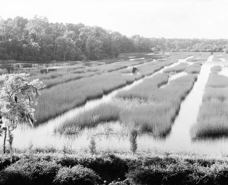 View across rice fields