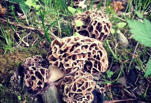 Photograph of morel mushrooms