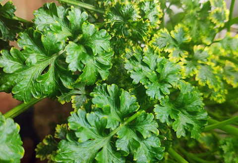 Curly parsley leaves