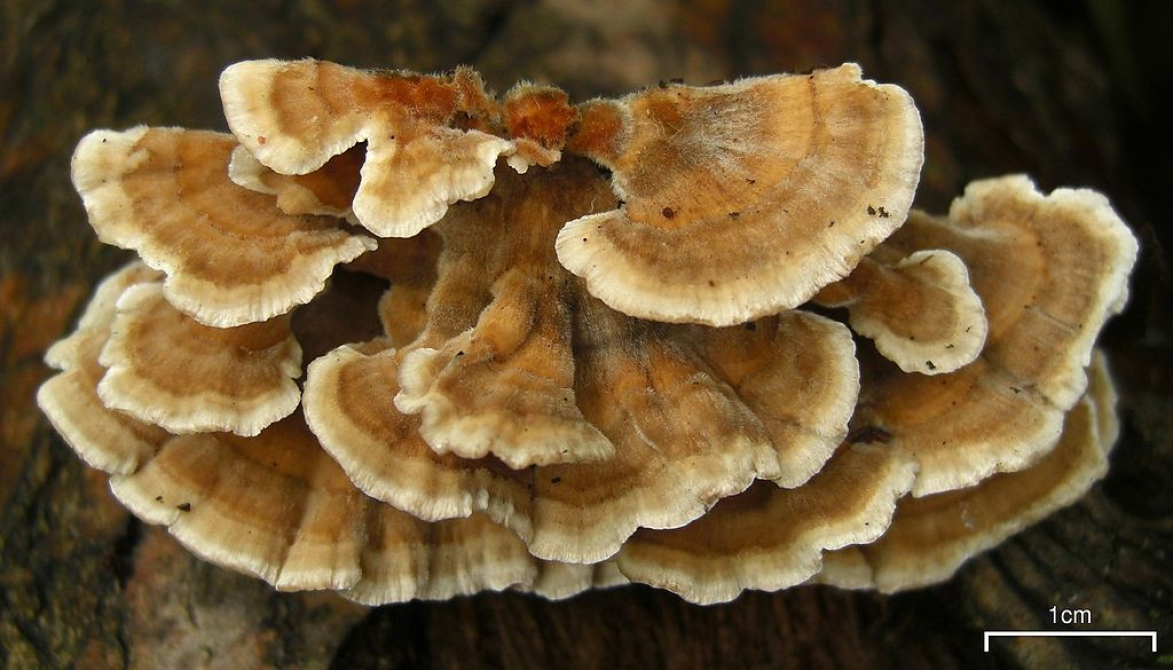 Close up photography of Turkey Tail mushrooms