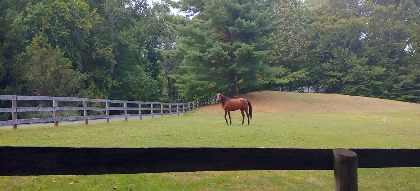 A horse in a large pasture