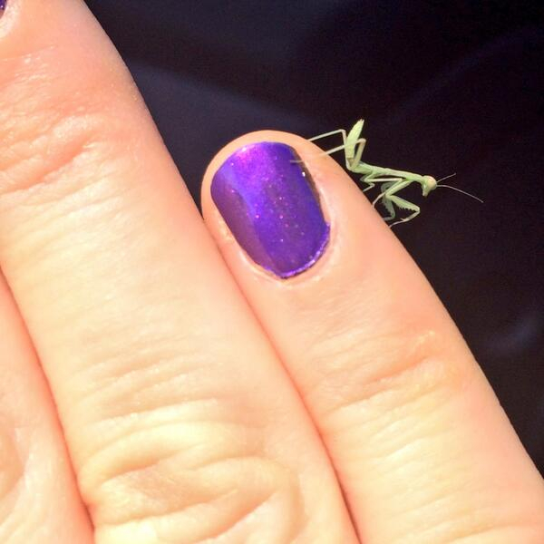 Close up of manicured hand with tiny green bug perched on one finger.