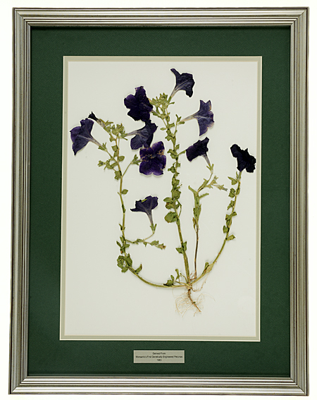 Framed dried petunia plant derived from Monsanto genetically-engineered petunias, 1983