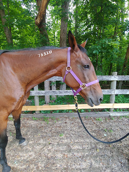 Head and neck of a brown horse, showing the tattoo ID