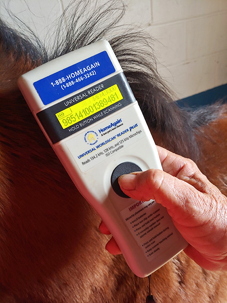 Close-up of handheld microchip reader, showing numerical display