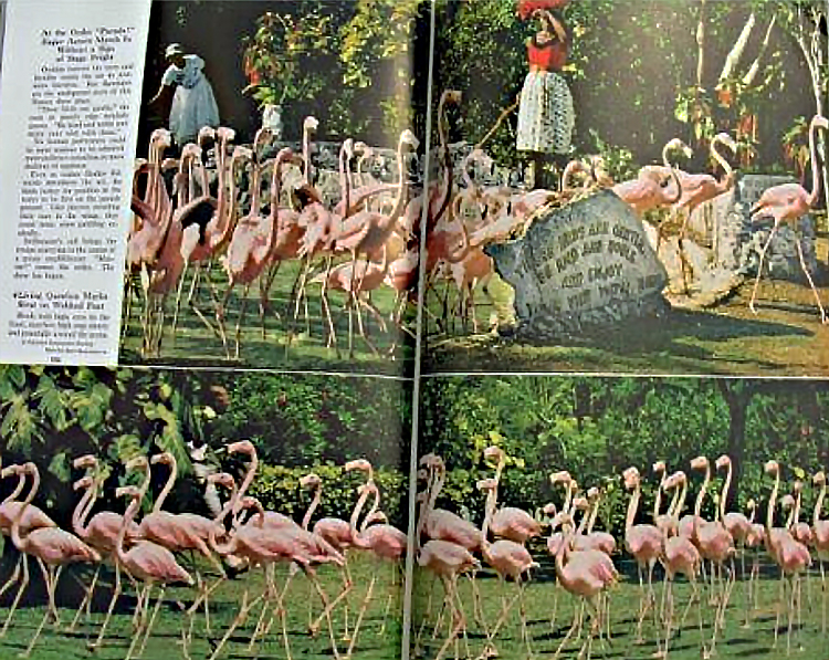 Pages from National Geographic magazine with photos of flamingos in the wild.