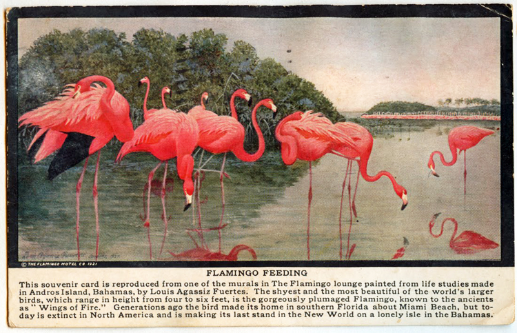 Postcard featuring mural of a flock of flamingos feeding