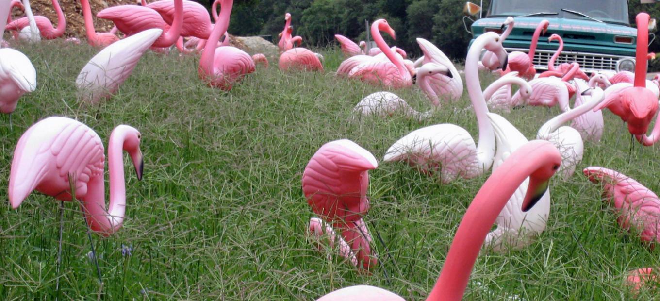Many plastic pink flamingos on a lawn