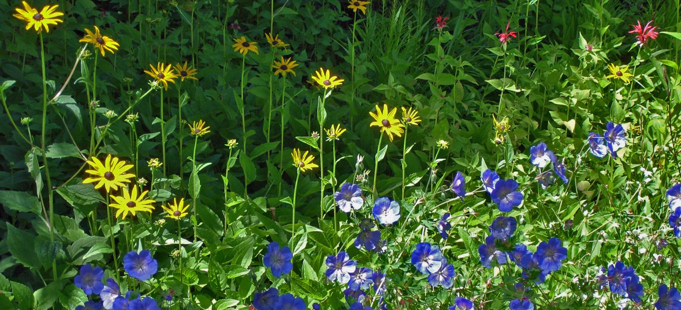 A bed of yellow, red, and blue wildflowers
